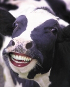 Though he could never prove it, John the Farmer was always suspected that Betsy the Cow knew more about his missing dentures than she was letting on